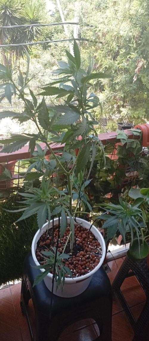 ChocotangieXCelestialGas. Week 10