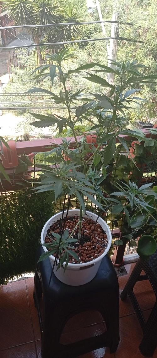 ChocotangieXCelestialGas. Week 10