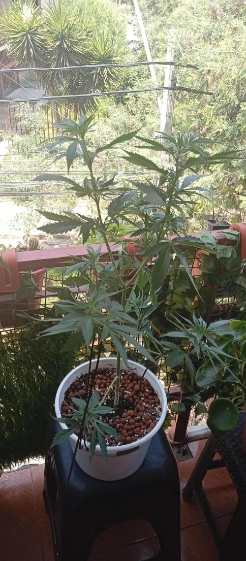 ChocotangieXCelestialGas. Week 10