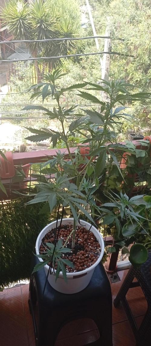 ChocotangieXCelestialGas. Week 10