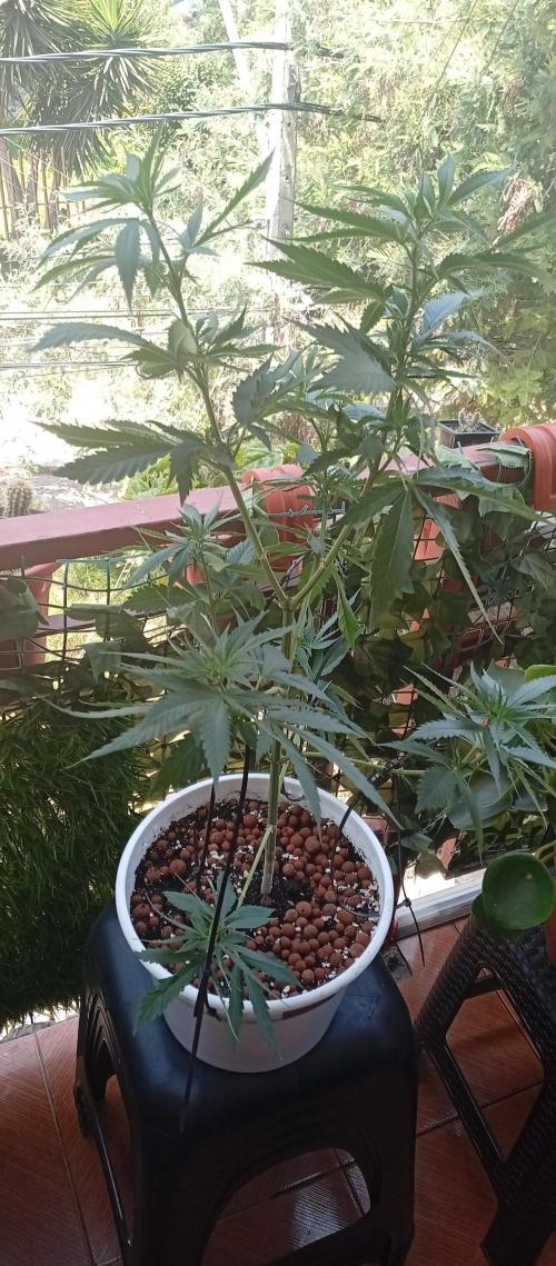 ChocotangieXCelestialGas. Week 10