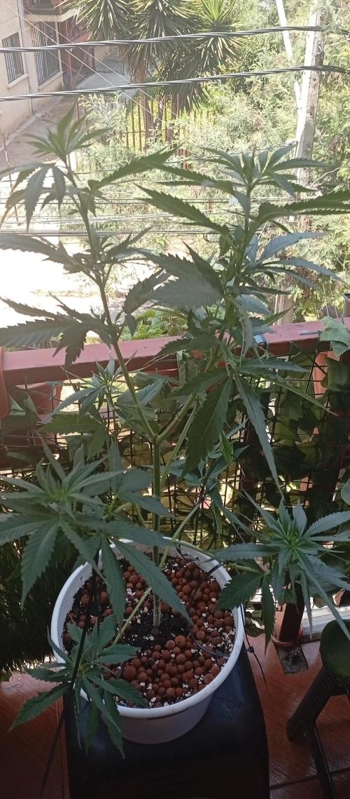 ChocotangieXCelestialGas. Week 10