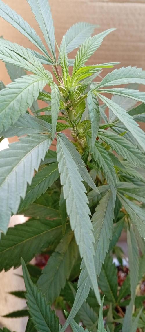 GMOxPakistanxMimosa. Week 11