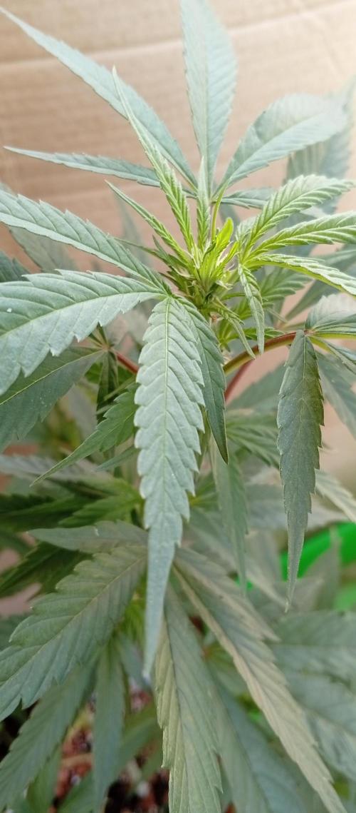 GMOxPakistanxMimosa. Week 11