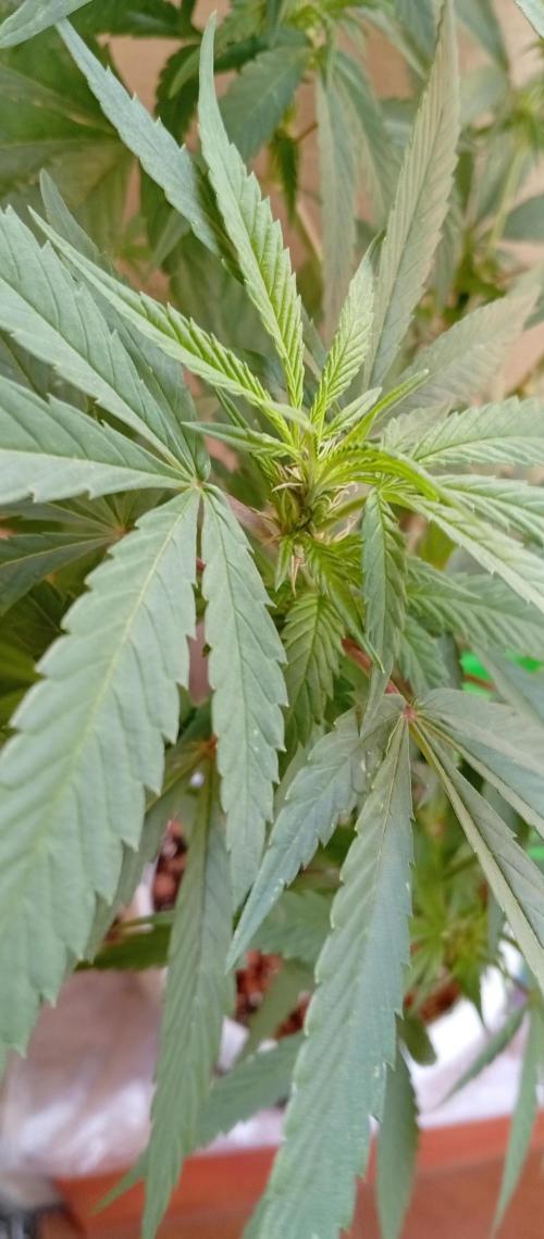 GMOxPakistanxMimosa. Week 11