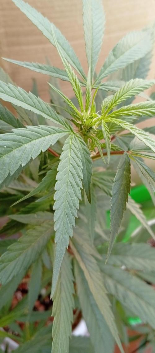 GMOxPakistanxMimosa. Week 11