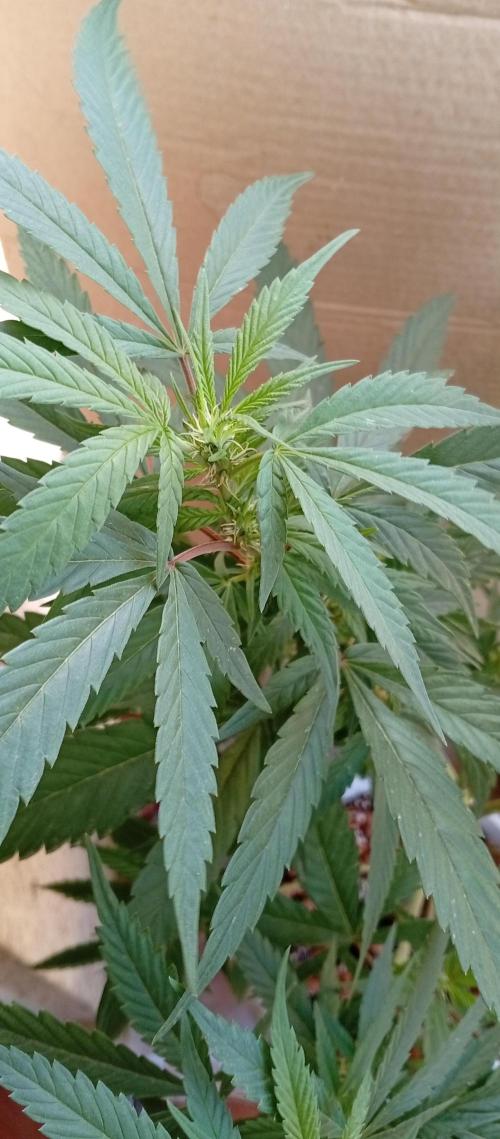 GMOxPakistanxMimosa. Week 11