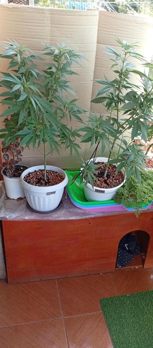 GMOxPakistanxMimosa. Week 11