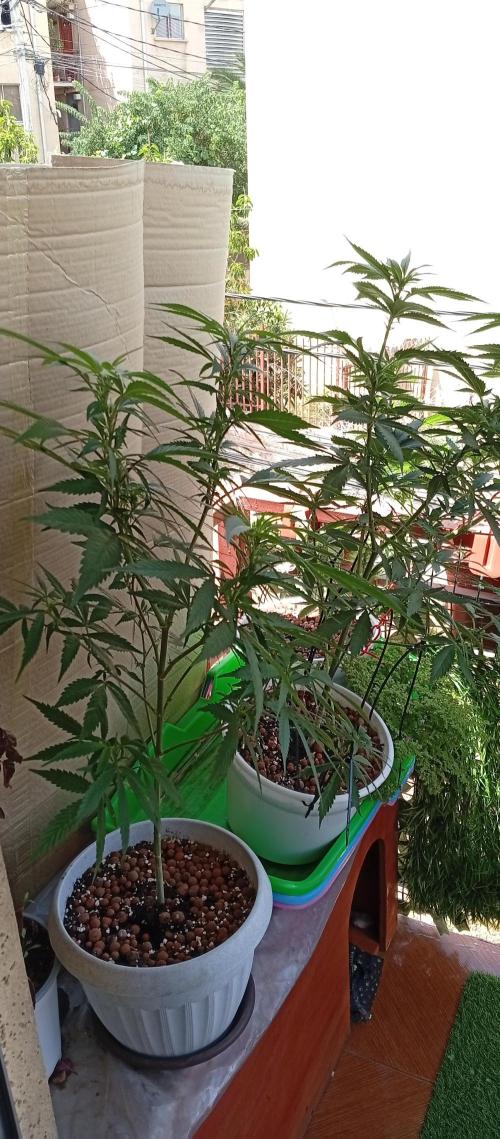 GMOxPakistanxMimosa. Week 11