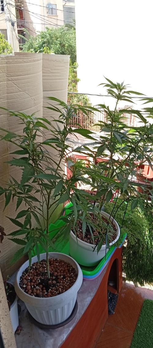 GMOxPakistanxMimosa. Week 11