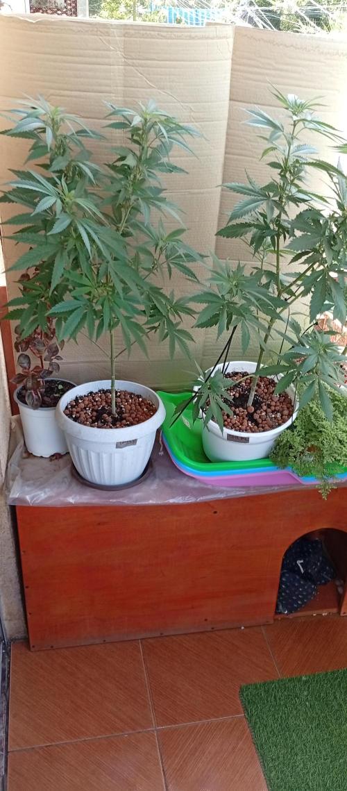 ChocotangieXCelestialGas. Week 11