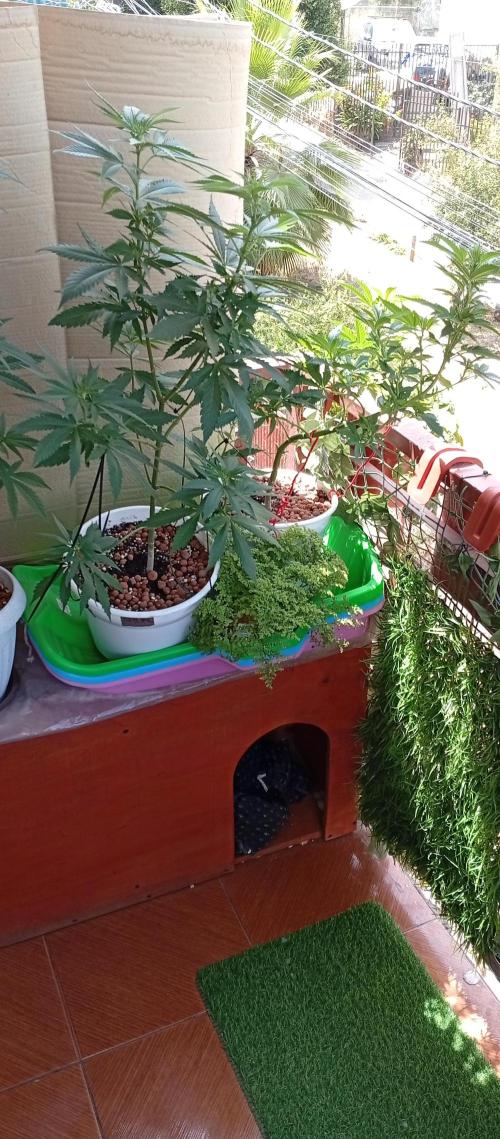 ChocotangieXCelestialGas. Week 11