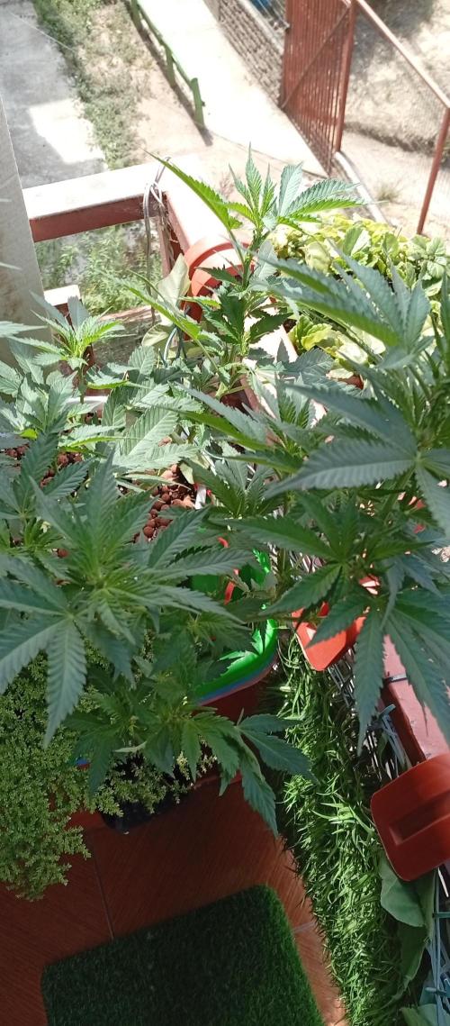 ChocotangieXCelestialGas. Week 11