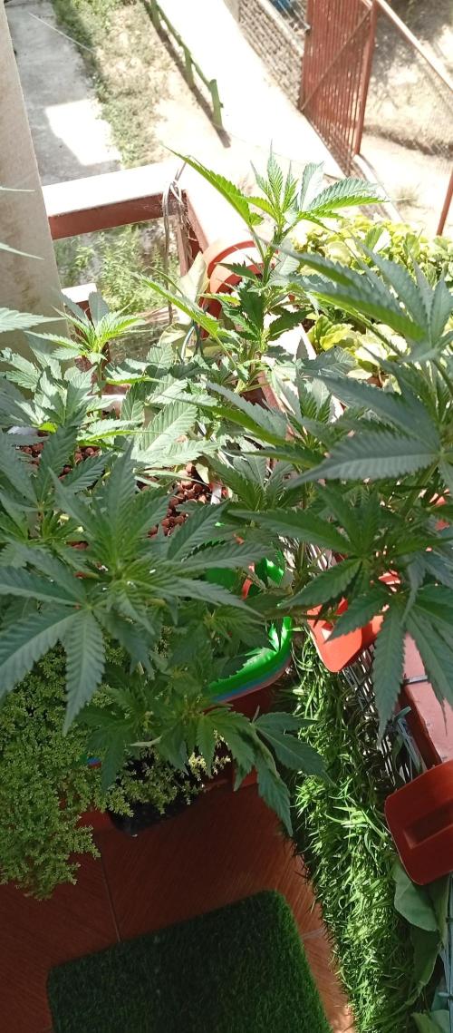 ChocotangieXCelestialGas. Week 11