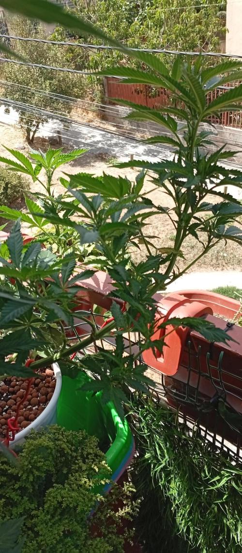 ChocotangieXCelestialGas. Week 11