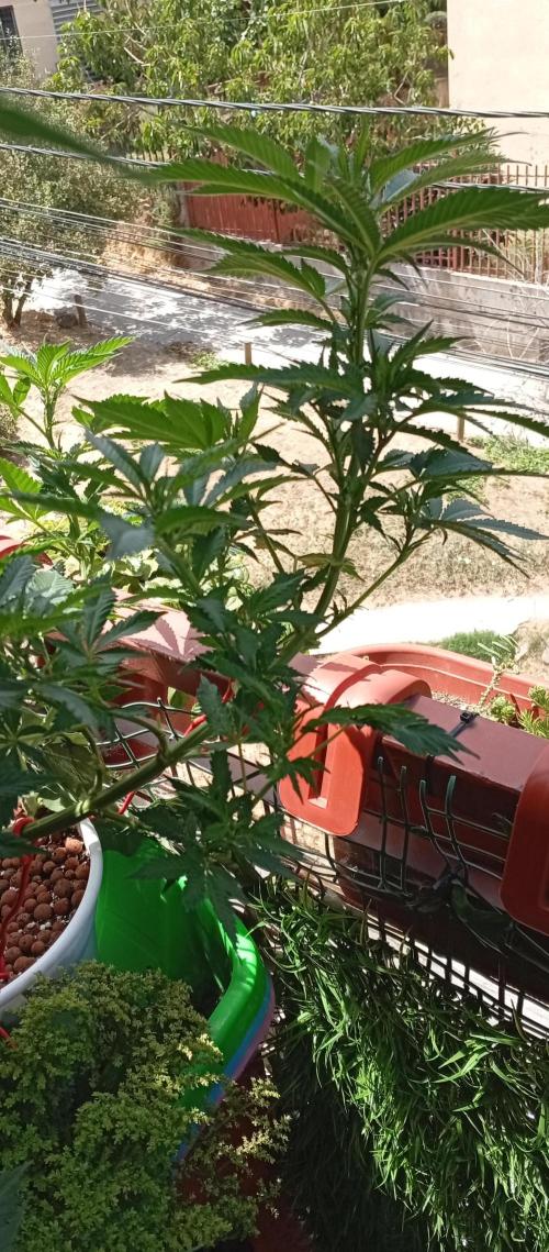 ChocotangieXCelestialGas. Week 11