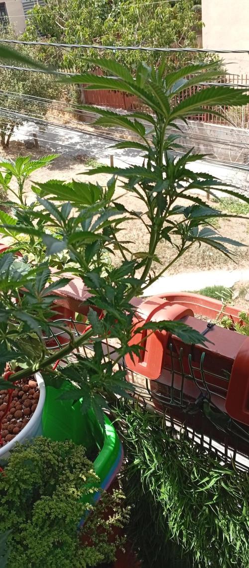 ChocotangieXCelestialGas. Week 11