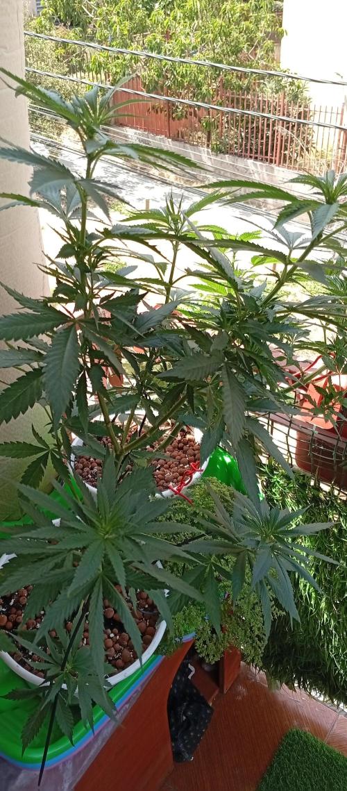 ChocotangieXCelestialGas. Week 11