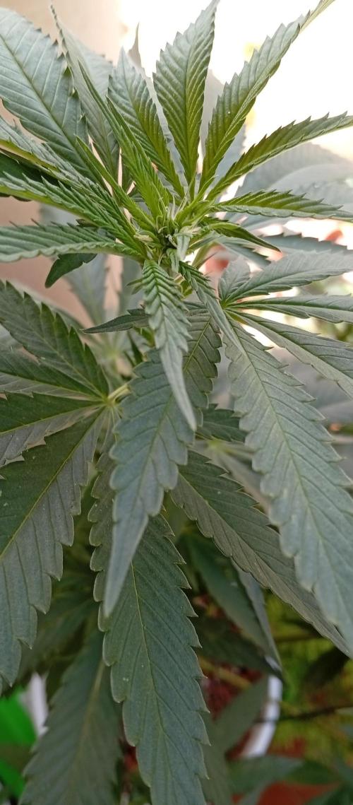 ChocotangieXCelestialGas. Week 11