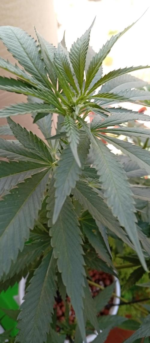 ChocotangieXCelestialGas. Week 11