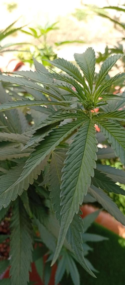 ChocotangieXCelestialGas. Week 11