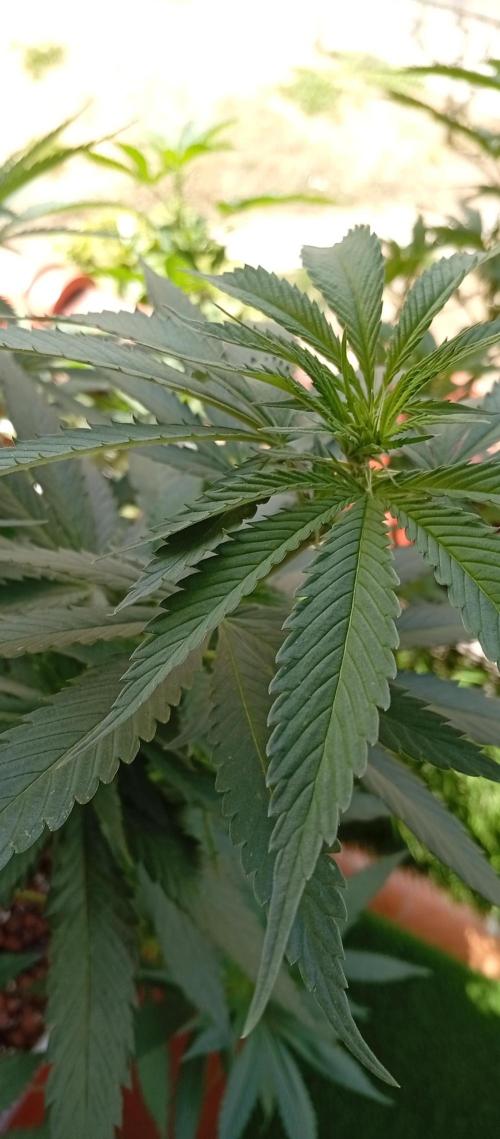 ChocotangieXCelestialGas. Week 11