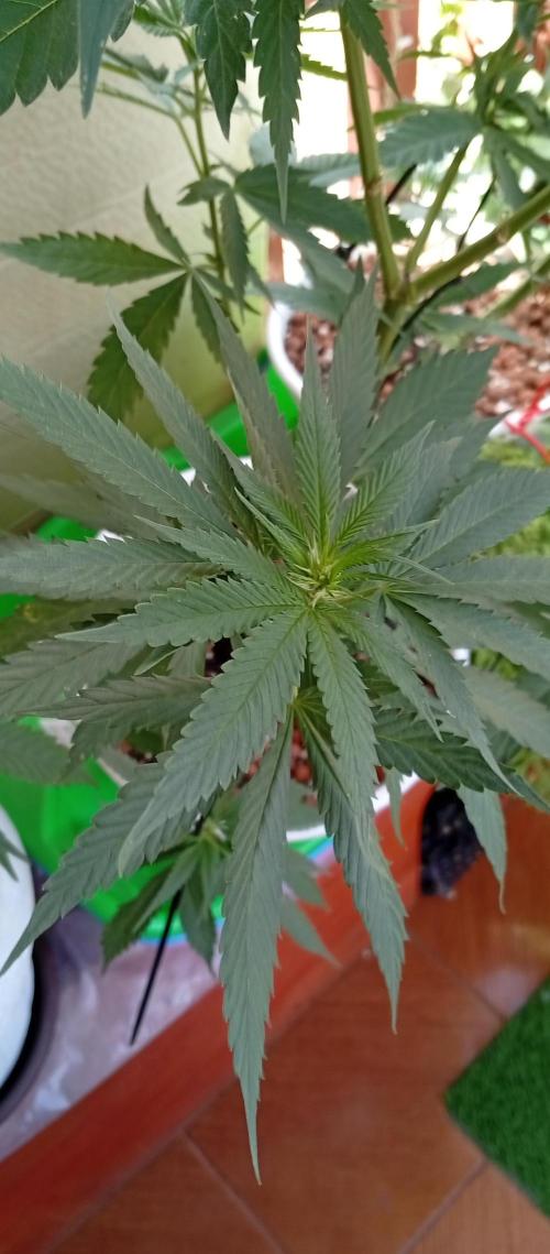 ChocotangieXCelestialGas. Week 11