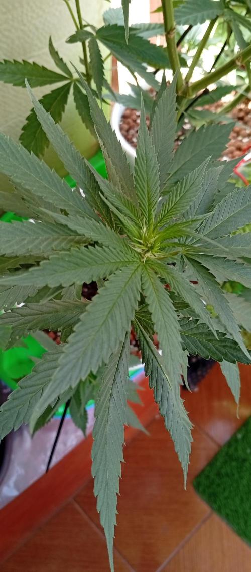 ChocotangieXCelestialGas. Week 11