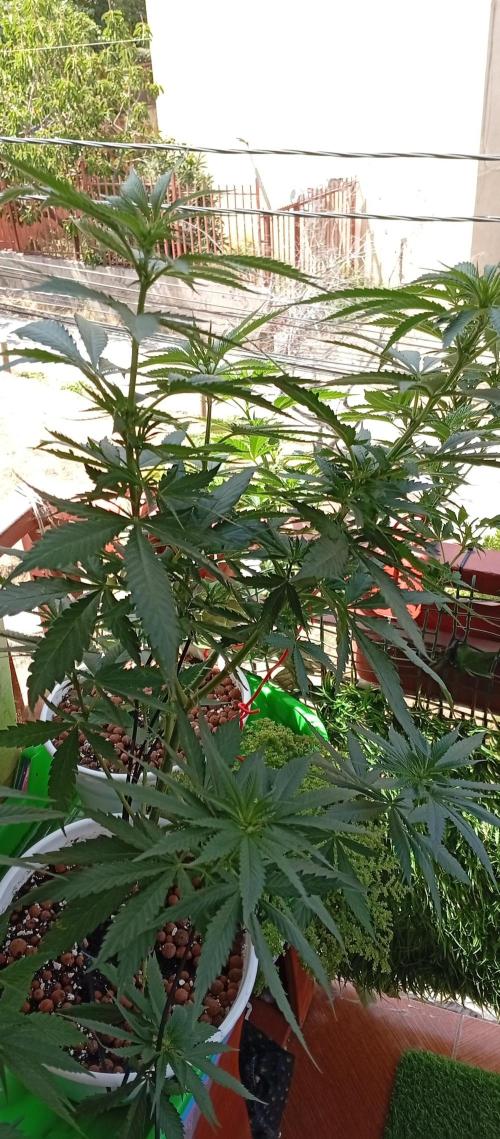 ChocotangieXCelestialGas. Week 11