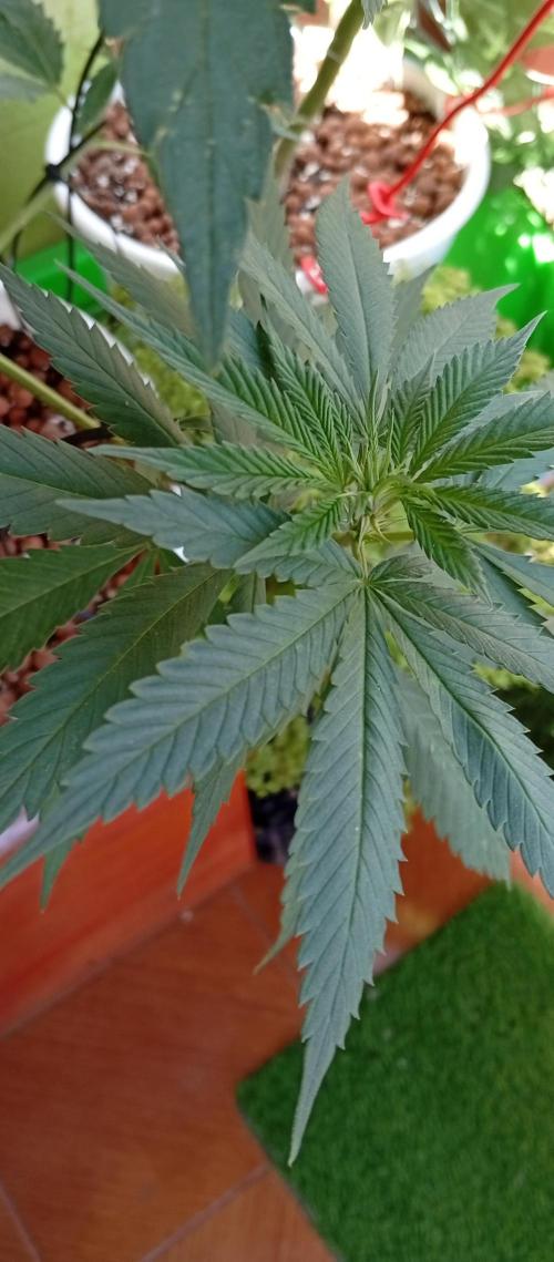 ChocotangieXCelestialGas. Week 11