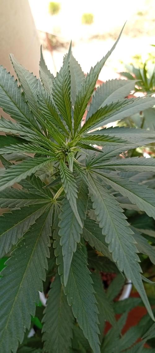 ChocotangieXCelestialGas. Week 11