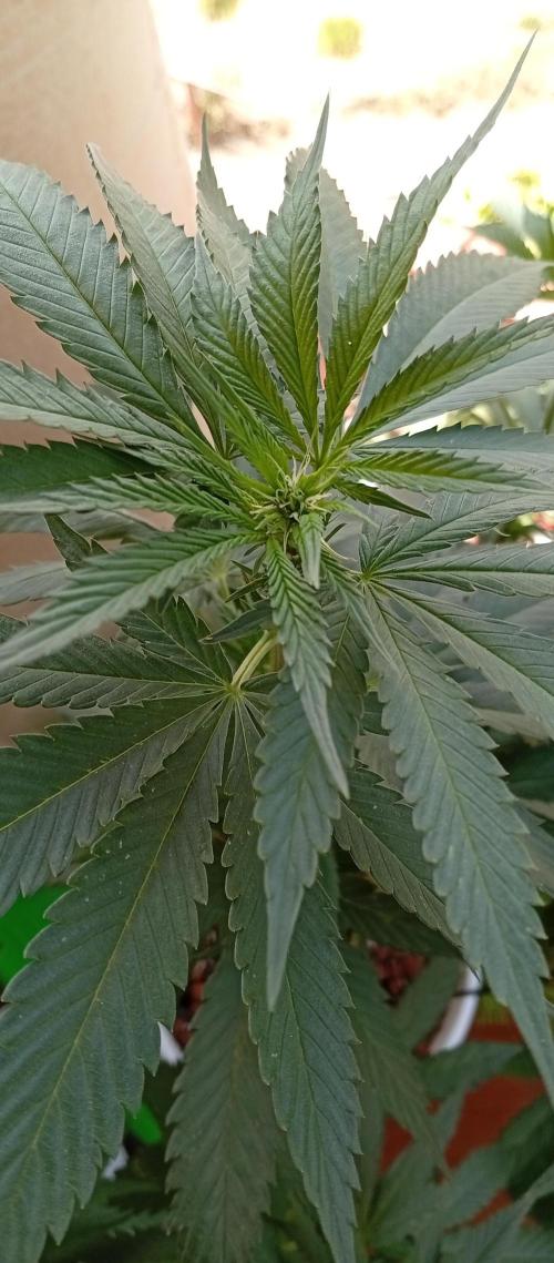 ChocotangieXCelestialGas. Week 11