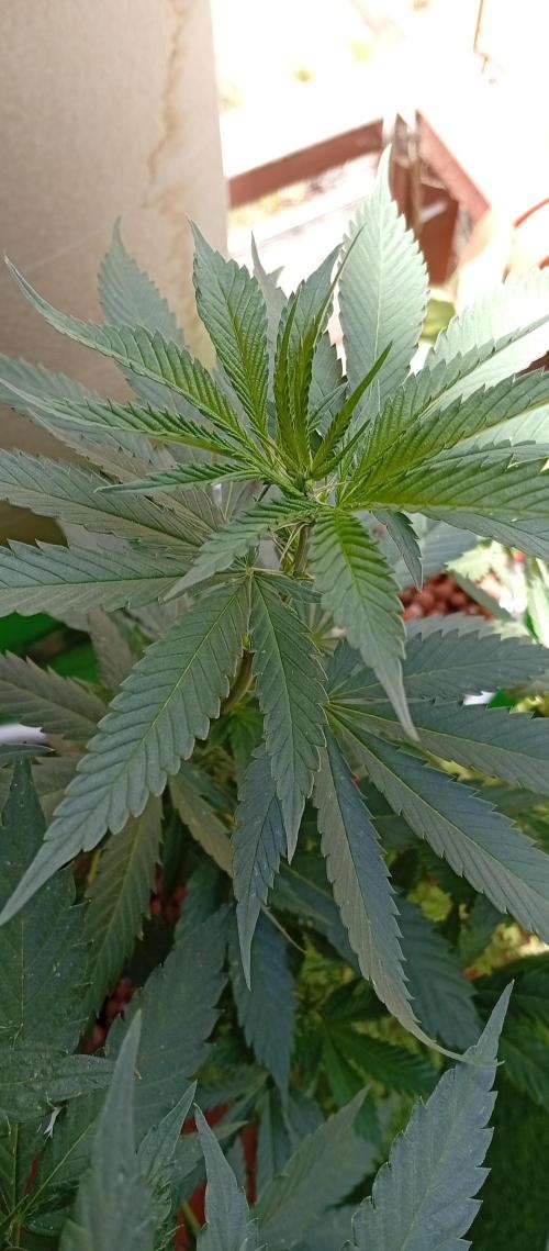 ChocotangieXCelestialGas. Week 11