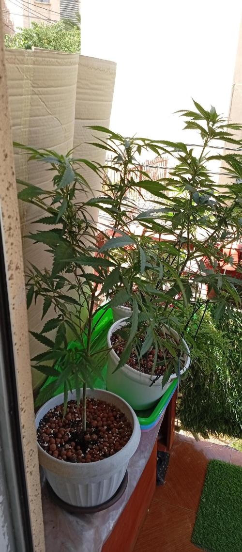 ChocotangieXCelestialGas. Week 11