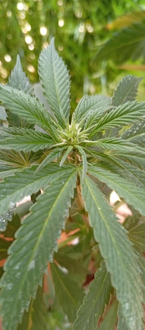 GMOxPakistanxMimosa. Week 12