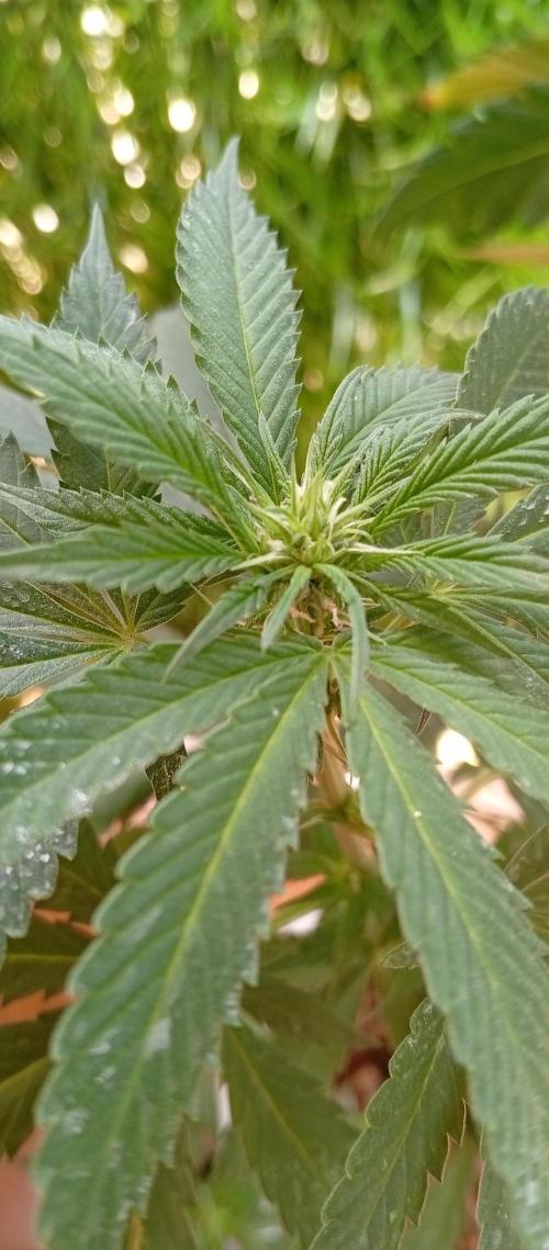 GMOxPakistanxMimosa. Week 12