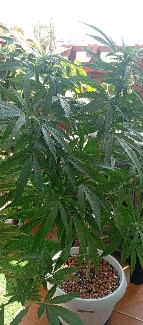 GMOxPakistanxMimosa. Week 12