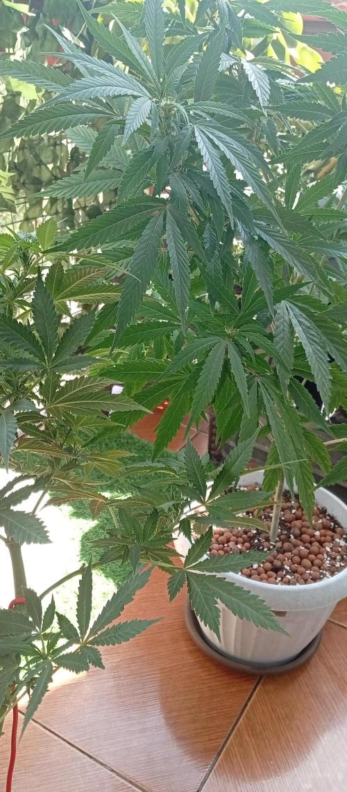 GMOxPakistanxMimosa. Week 12