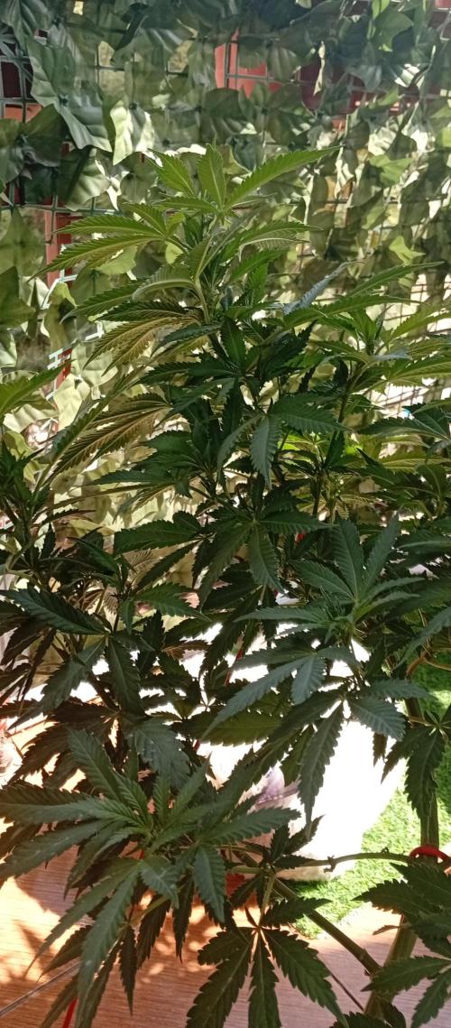 GMOxPakistanxMimosa. Week 12