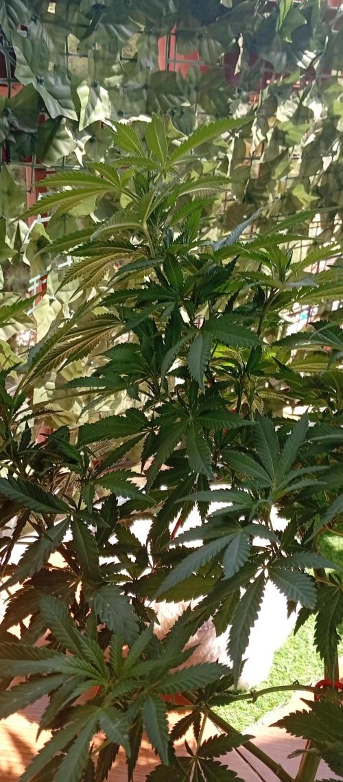 GMOxPakistanxMimosa. Week 12