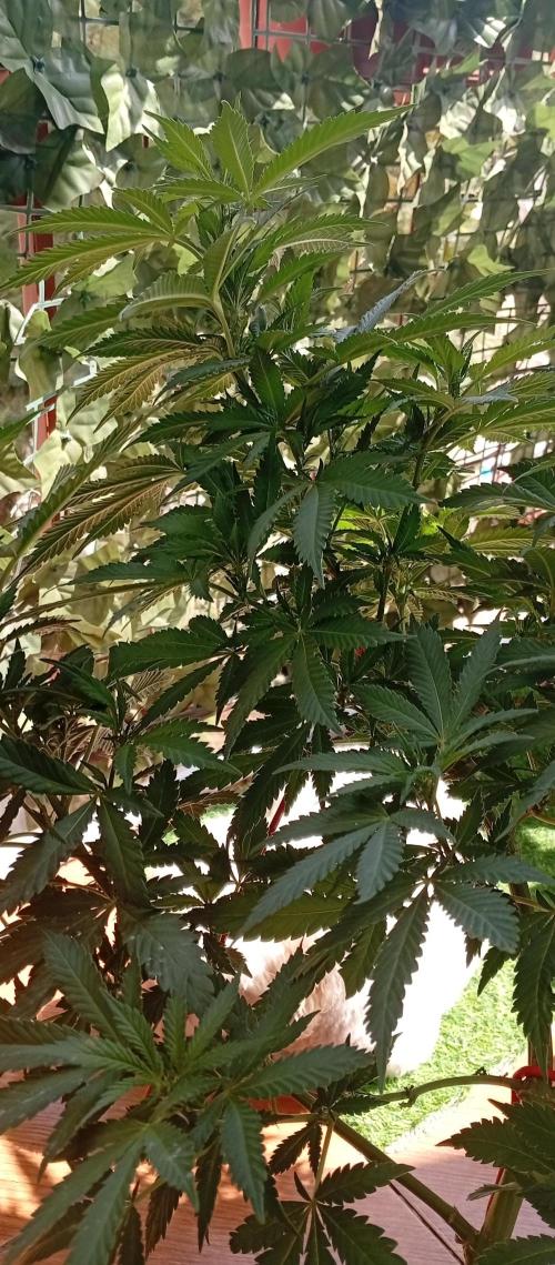 GMOxPakistanxMimosa. Week 12