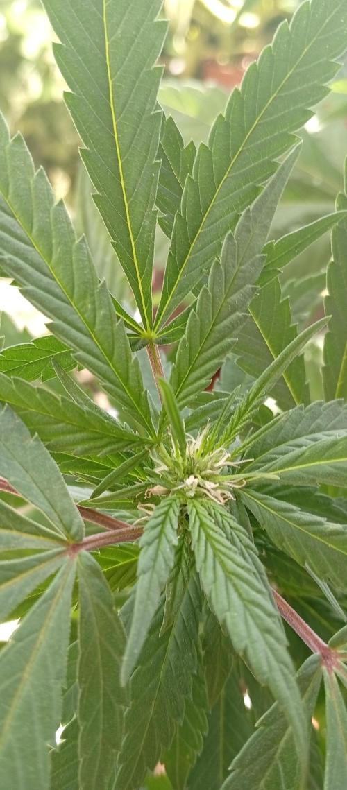 GMOxPakistanxMimosa. Week 12