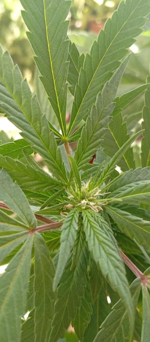 GMOxPakistanxMimosa. Week 12