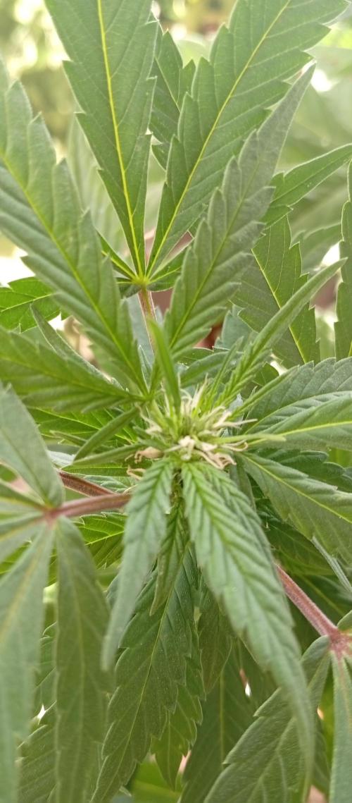 GMOxPakistanxMimosa. Week 12