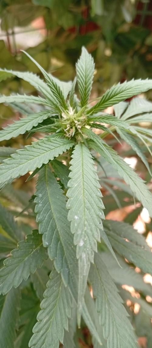 GMOxPakistanxMimosa. Week 12