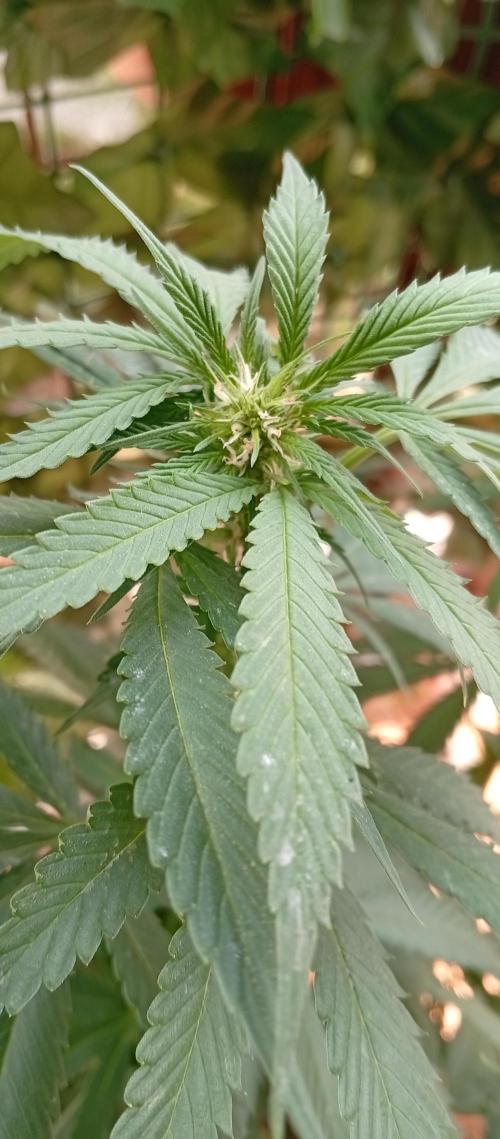 GMOxPakistanxMimosa. Week 12