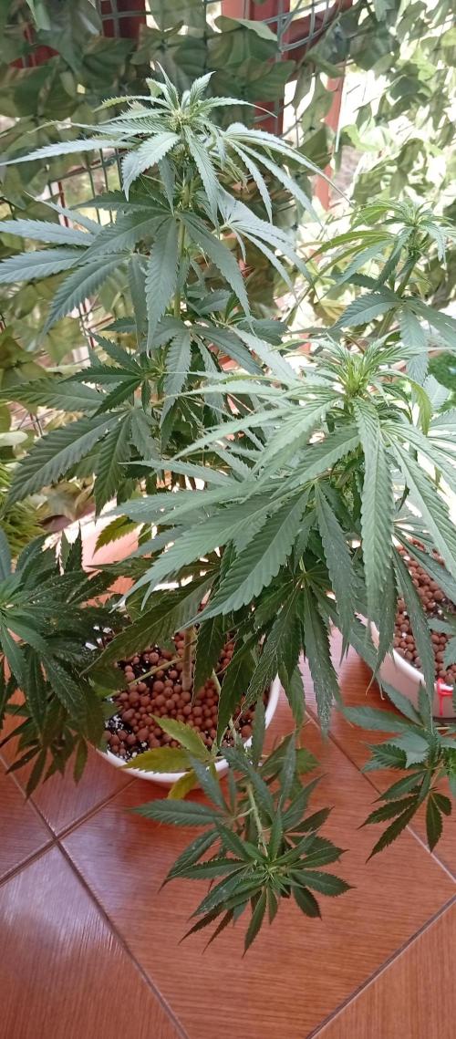 GMOxPakistanxMimosa. Week 12