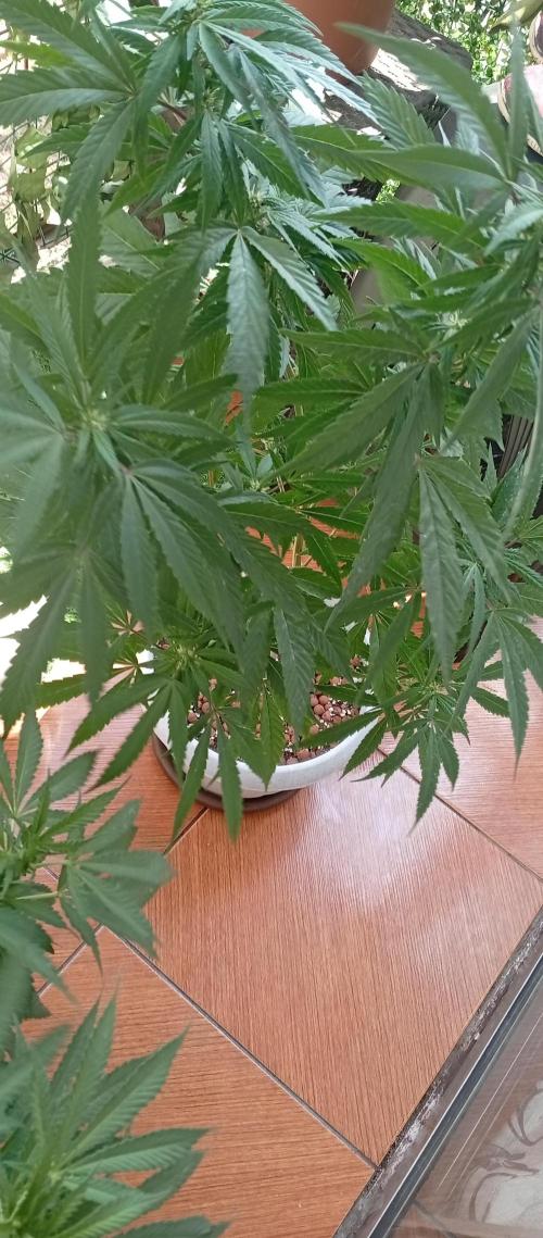 GMOxPakistanxMimosa. Week 12