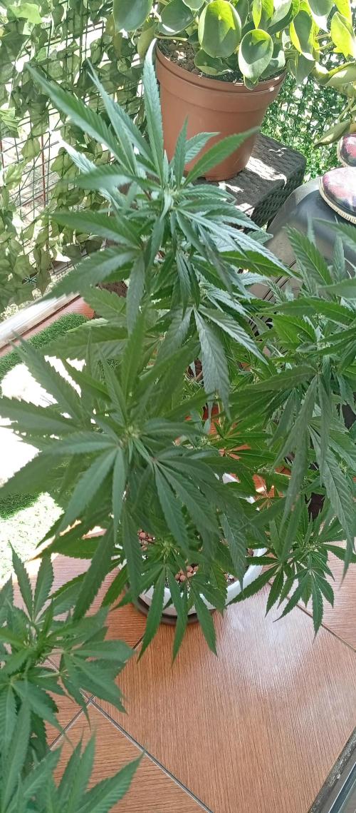 GMOxPakistanxMimosa. Week 12