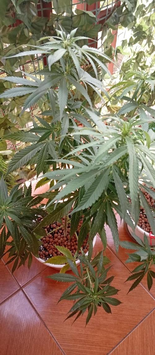 ChocotangieXCelestialGas. Week 12